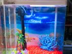Fish Tank Full Setup