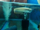 Imported Albino Arowana Fish