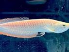 Albino Red Eye Arowana Fish