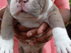 American Bully Puppies.