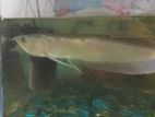 Arowana Fish