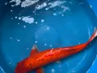 Benigoi Koi fish