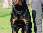 Imported Biggest Rottweiler for Crossing