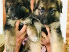 Imported blood line German Shepherd Puppies
