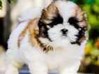 Imported Blood Line Shih Tzu Puppies