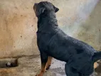 Rottweiler Dog