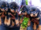 Imported Blood Line Rottweiler Puppies