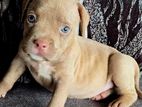 Bloodline American Bully Puppy