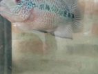 Flowerhorn Fish