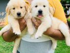 Imported Bloodline Golden Retriever Puppies