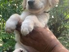 Imported Bloodline Golden Retriever Puppies