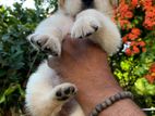 Golden Retriever Puppies