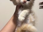 Imported Bloodline Persian Kitten