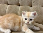 imported bloodline Persian kittens