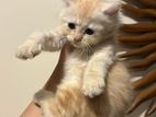 Imported Bloodline Persian Kittens