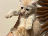 Imported Bloodline Persian Kittens