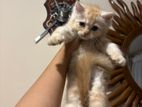Persian Kittens