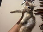 Persian Kitten