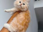 imported bloodline pure breed doll face Persian kittens