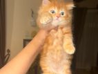 Persian Kitten Doll Face