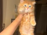 Persian Kitten Doll Face