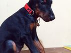 Pure Breed Dobermann Puppy