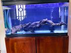 Imported Boyu Fish Tank with Customized Mahogany Stand - 12MM Glass