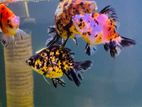 Calico Goldfish