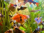 Calico Ryukin Gold Fish
