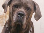 Imported cane corso Blue Male for sturds