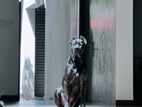 Cane Corso Dog