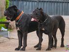 Imported cane corso Male for sturds