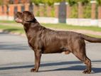 Imported chocolate colour labrador avalible for crossing