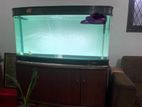 Curve Aquarium 5 Feet