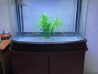 Imported Curved Fish Tank