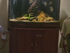Curved Fish Tank with Cabinet