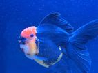 Fancy Gold Fish