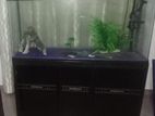 Fish Tank (4 Feet)