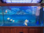 Imported Fish Tank 5 Ft