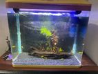 Fish Tank