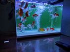 Fish Tank