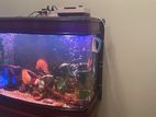 Fish Tank