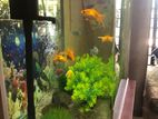 Imported Fish Tank