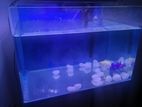 Fish Tank