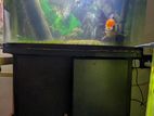 Fish Tank