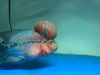 Flowerhone Fish