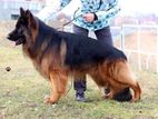 Imported German Shepherd Dog for Stud