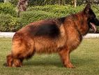 Imported German Shepherd Female Adult Dog Available