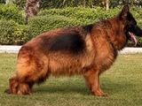 Imported German Shepherd Female Adult Dog