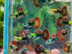 Guppy Fishes
